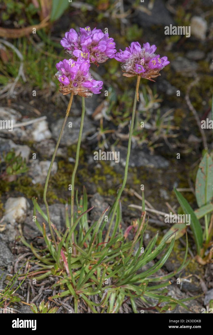 Alpine thrift Armeria alpina,  in flower on high acid scree, Italian Alps. Stock Photo