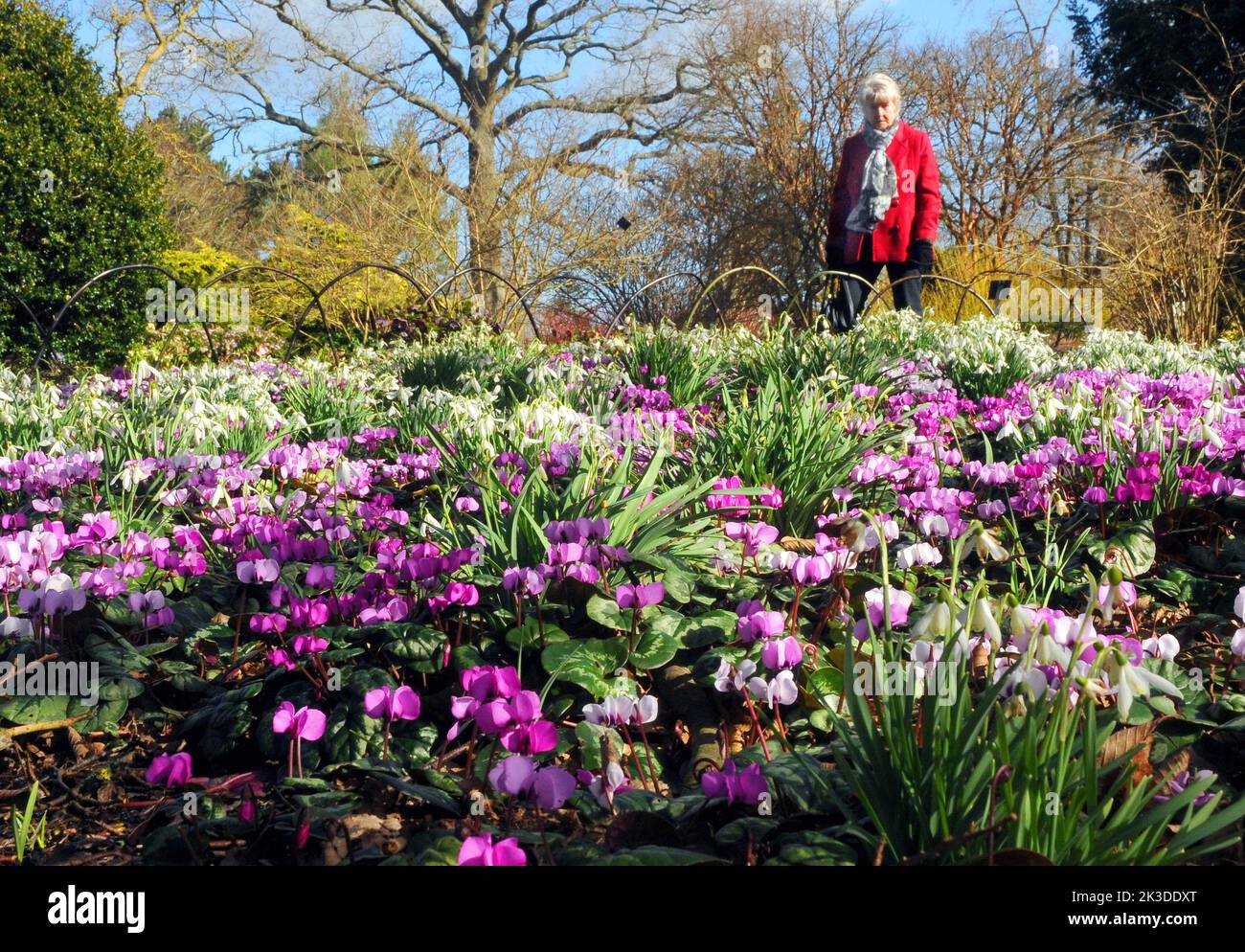Early  March greets visitors to the winter garden at Hillier Gardens, near Romsey, Hampshire with a magnifcent and clourful display of cyclamen and snowdrops  Pic Mike Walker, Mike Walker Pictures,2015 Stock Photo