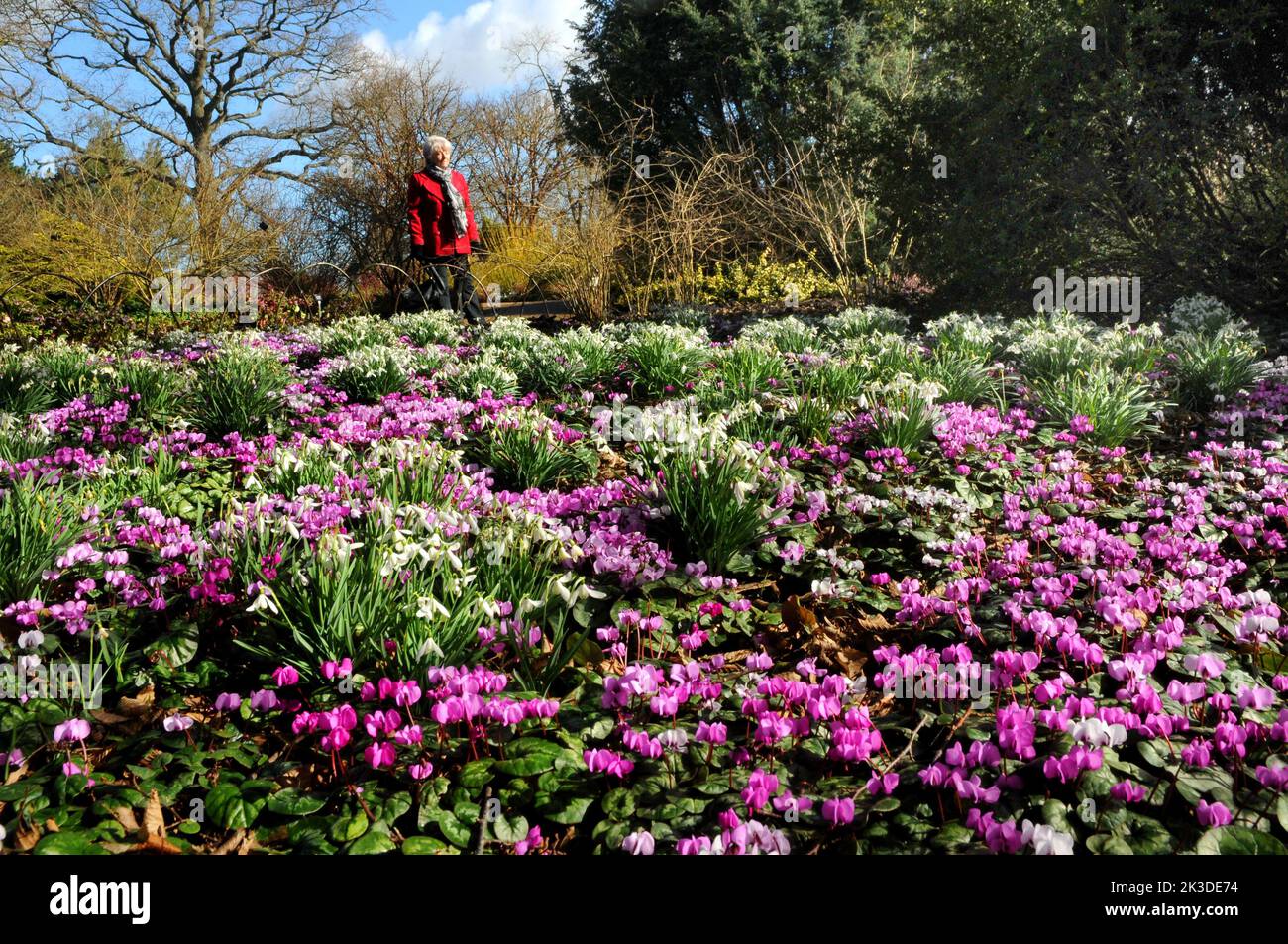 Early  March greets visitors to the winter garden at Hillier Gardens, near Romsey, Hampshire with a magnifcent and clourful display of cyclamen and snowdrops  Pic Mike Walker,2015 Mike Walker Pictures Stock Photo