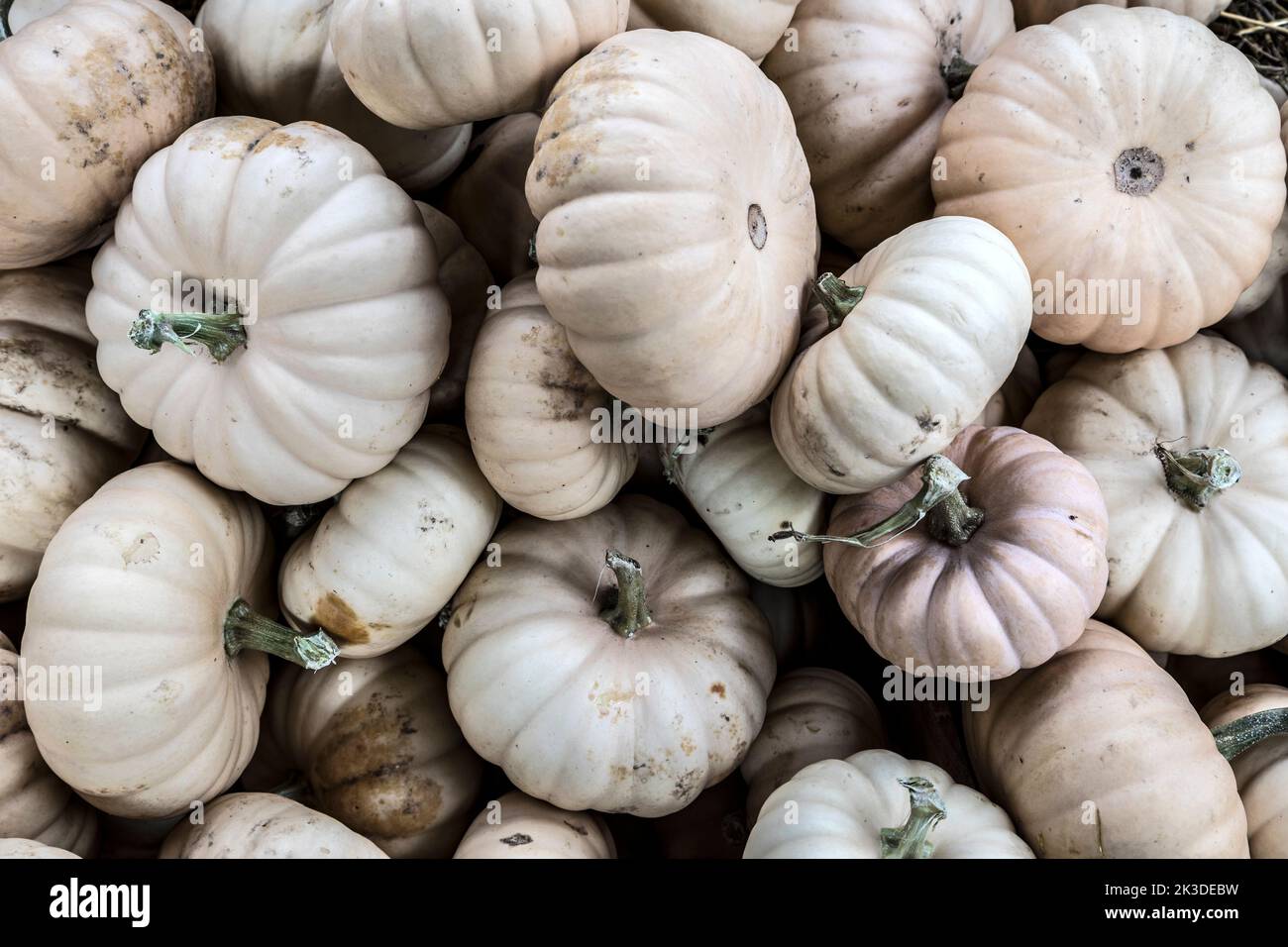 Pile of small white pumpkins at the farmers market. Stock Photo