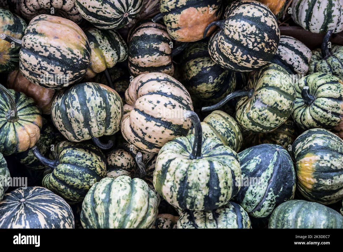 Pile of small green pumpkins at the farmers market. Stock Photo
