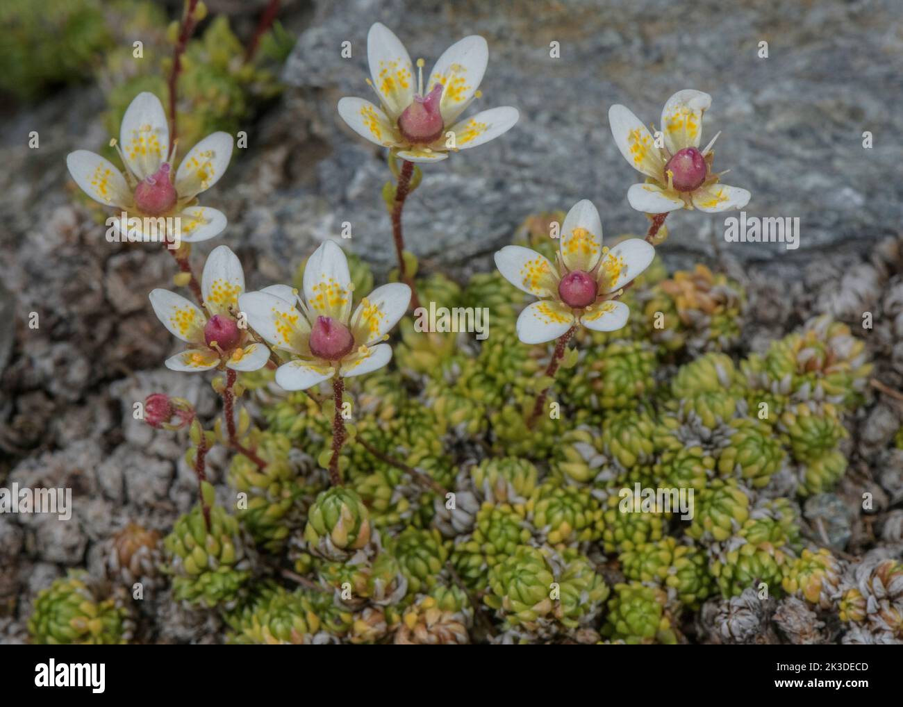 Moss saxifrage, Saxifraga bryoides, in flower at high altitude in the Italian Alps. Stock Photo