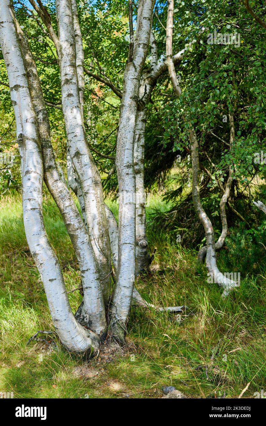 Cluster of birch trees in a high bog environment. Eine Gruppe von Birken in einem Hochmoorgebiet. Stock Photo