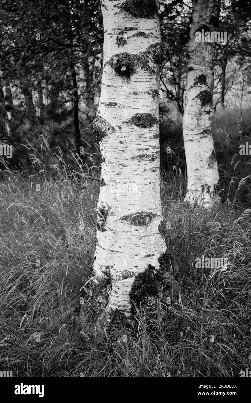 Eine Gruppe von Birken in einem Hochmoorgebiet. Cluster of birch trees in a high bog environment. Stock Photo