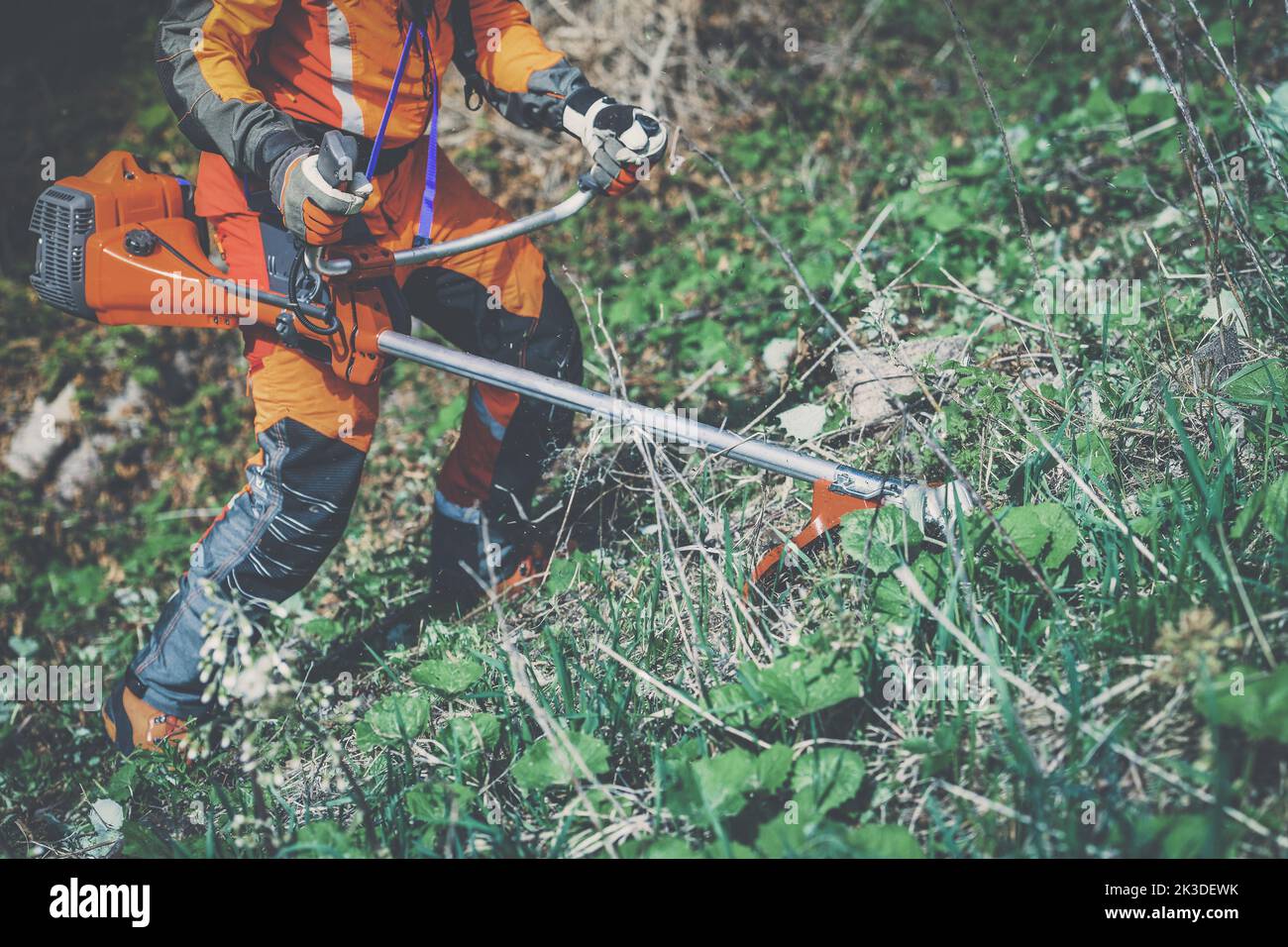 Man holding a brushcutter cut grass and brush. Lumberjack at work wears orange personal protective equipment. Gardener working outdoor in the forest. Stock Photo