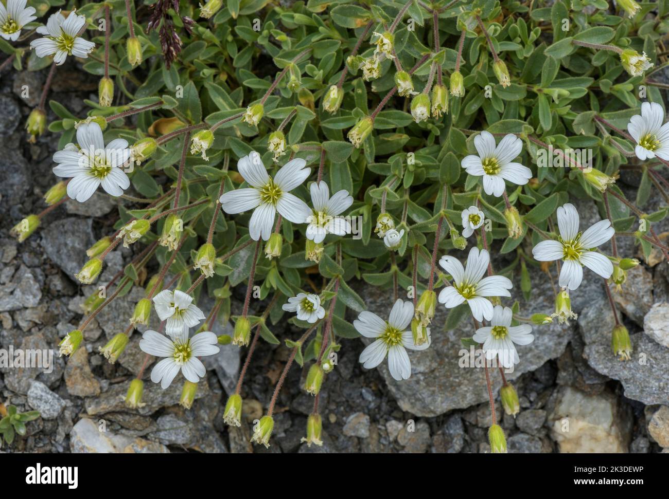 Broad-leaved Mouse-ear, Cerastium latifolium in flower on high altitude scree, French Alps. Stock Photo
