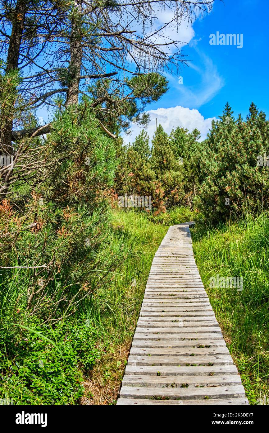 A narrow boardwalk leads through landscape and vegetation in the nature reserve of the Georgenfeld Raised Bog, Altenberg, Saxony, Germany. Stock Photo