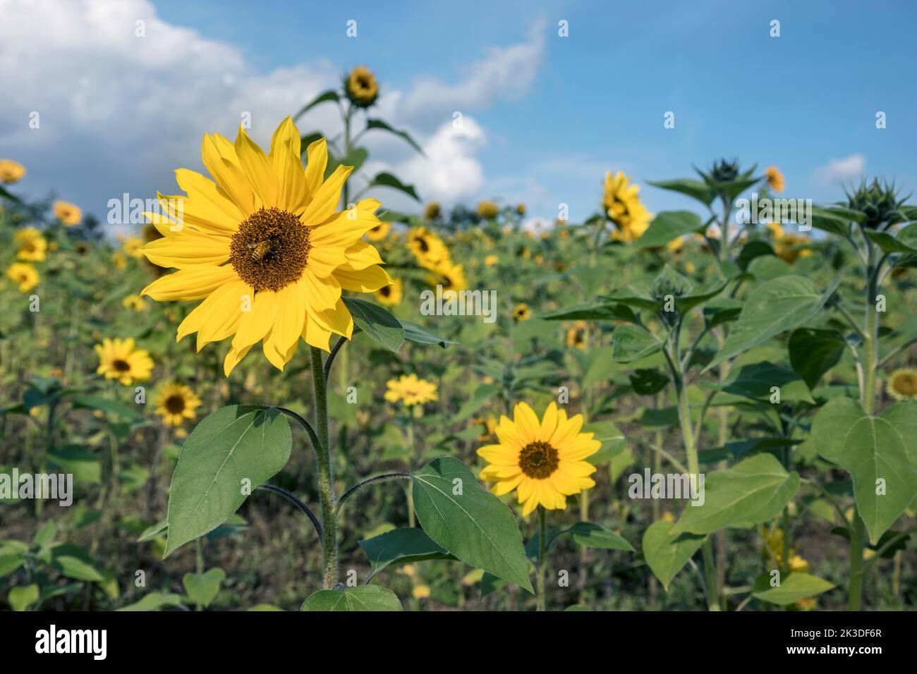 Sunflowers field over blue bright sky background Stock Photo