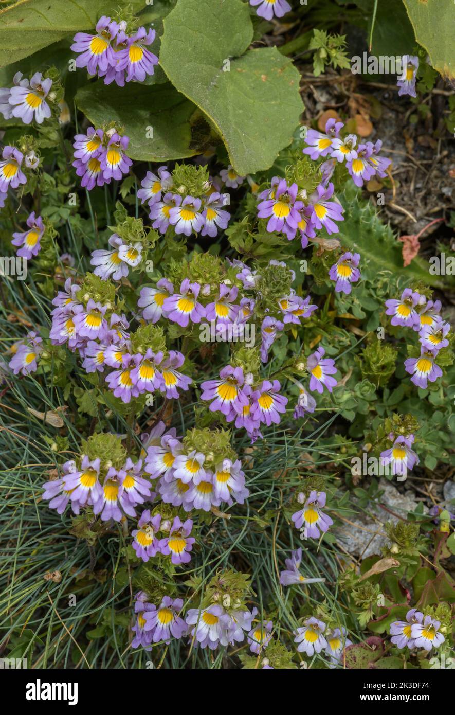 Alpine Eyebright, Euphrasia alpina in flower on the Colle dell’Agnello, Italian Alps. Stock Photo