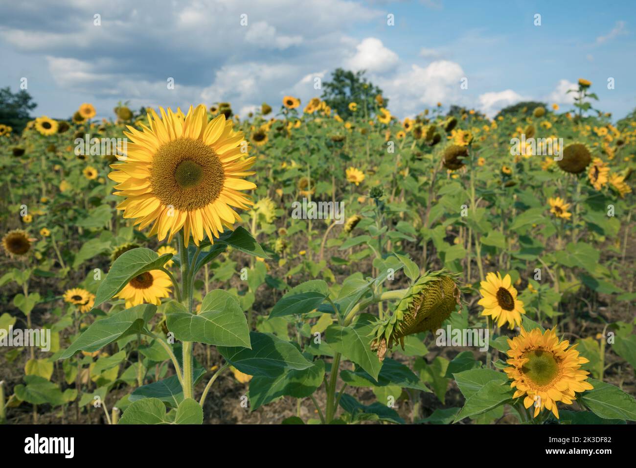 Sunflowers field over blue bright sky background Stock Photo