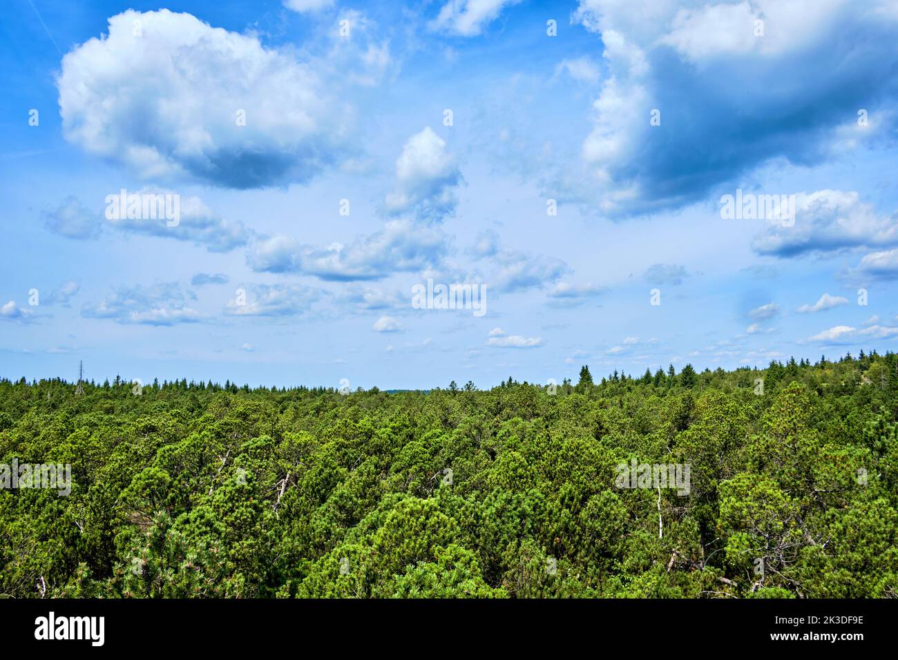 Vegetation and scenery in the nature reserve of the Georgenfeld Raised Bog (Georgenfelder Hochmoor ), Altenberg, Saxony, Germany. Stock Photo