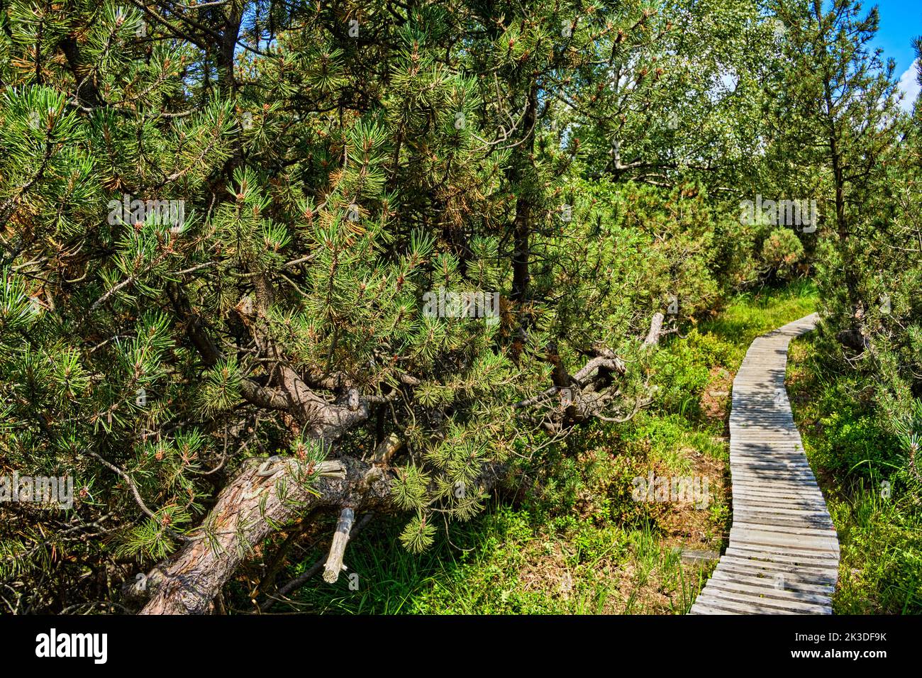 A narrow boardwalk leads through landscape and vegetation in the nature reserve of the Georgenfeld Raised Bog, Altenberg, Saxony, Germany. Stock Photo