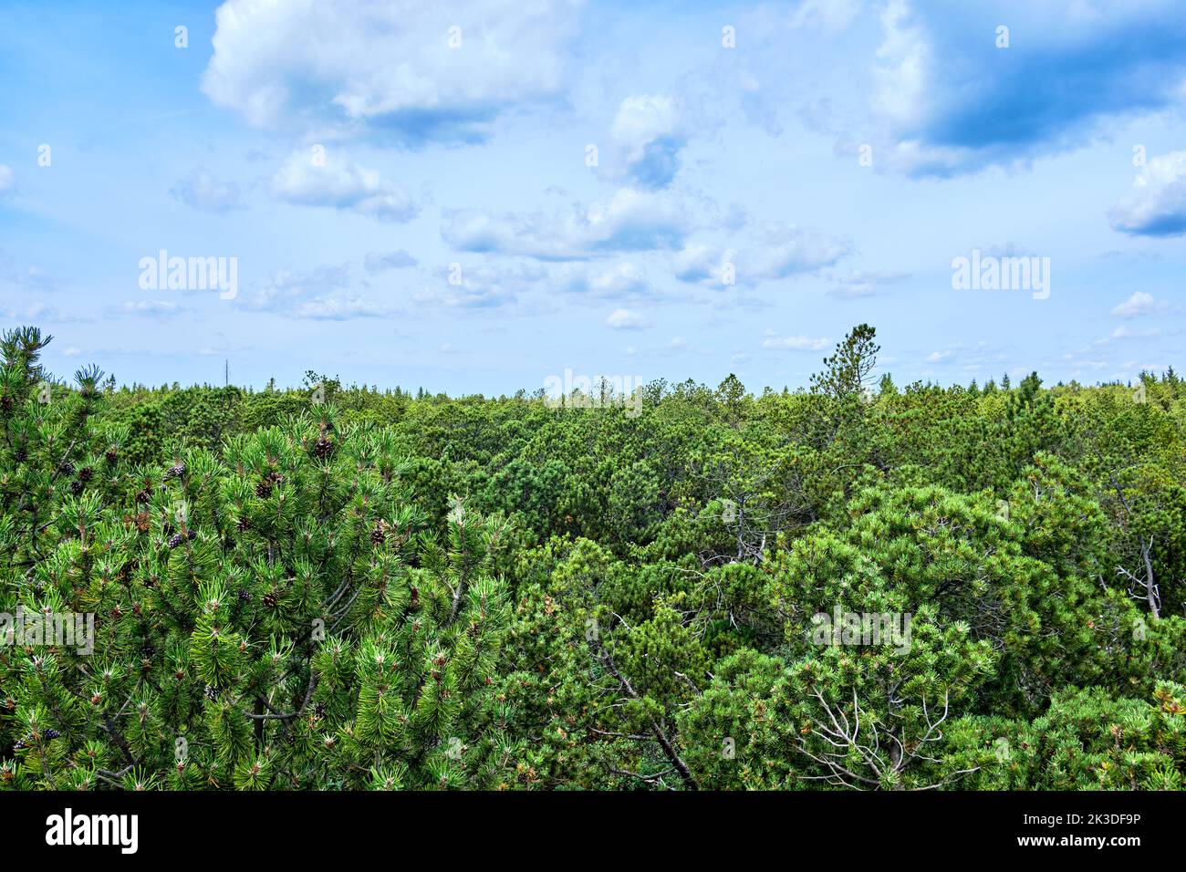 Vegetation and scenery in the nature reserve of the Georgenfeld Raised Bog (Georgenfelder Hochmoor ), Altenberg, Saxony, Germany. Stock Photo