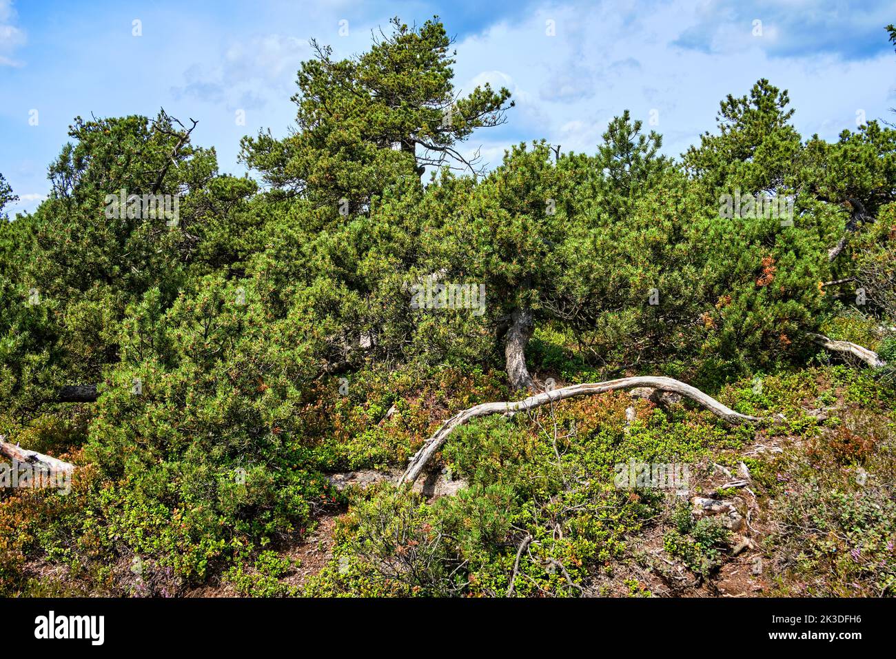 Scenery of crippled coniferous wood and dead trees, nature reserve of the Georgenfeld Raised Bog, Altenberg, Saxony, Germany. Stock Photo
