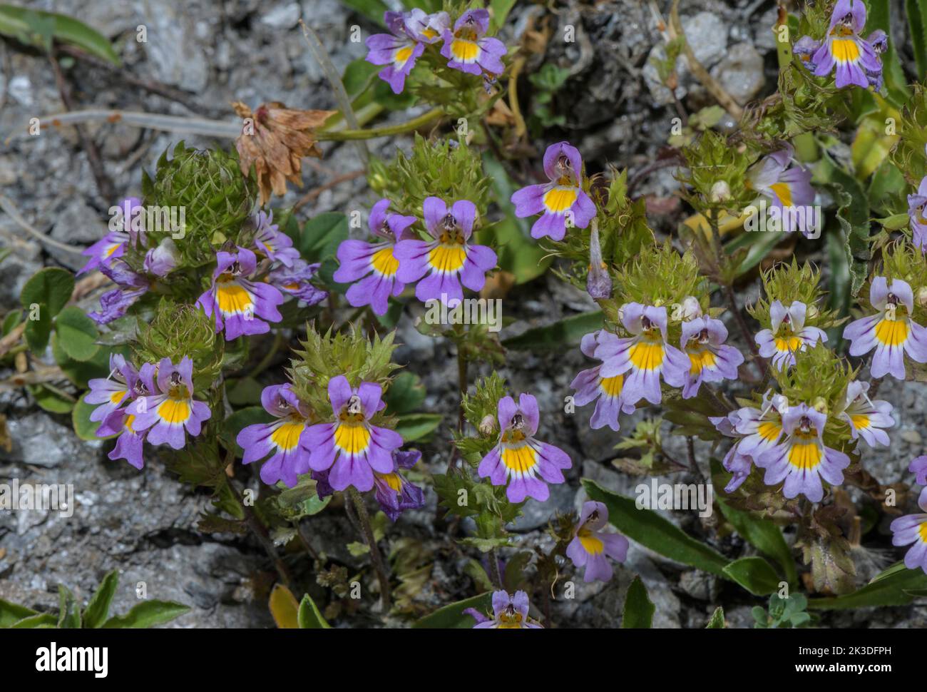 Alpine Eyebright, Euphrasia alpina in flower on the Colle dell’Agnello, Italian Alps. Stock Photo
