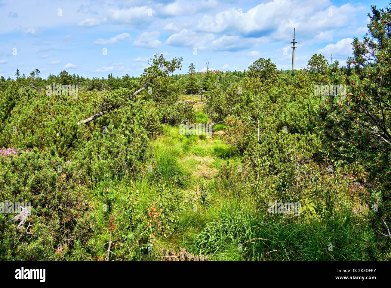 Vegetation and scenery in the nature reserve of the Georgenfeld Raised Bog (Georgenfelder Hochmoor ), Altenberg, Eastern Ore Mountains, Germany. Stock Photo