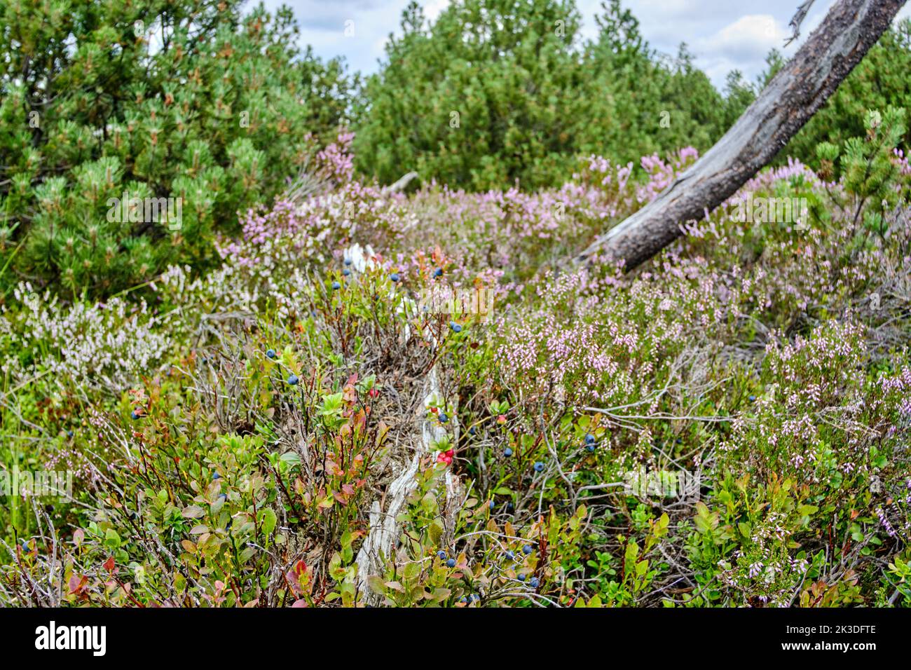 Vegetation and scenery in the nature reserve of the Georgenfeld Raised Bog (Georgenfelder Hochmoor ), Altenberg, Eastern Ore Mountains, Germany. Stock Photo