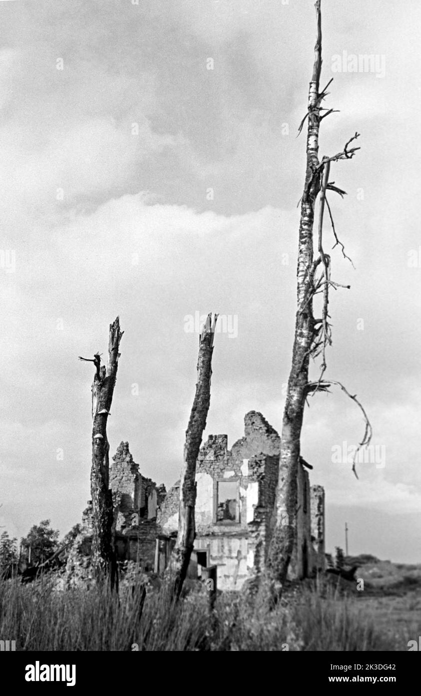 Gebäuderuine mit toten Bäumen bei Prüm in der Eifel, circa 1952. Ruined building with dead trees near Prüm, Eifel region, around 1952. Stock Photo