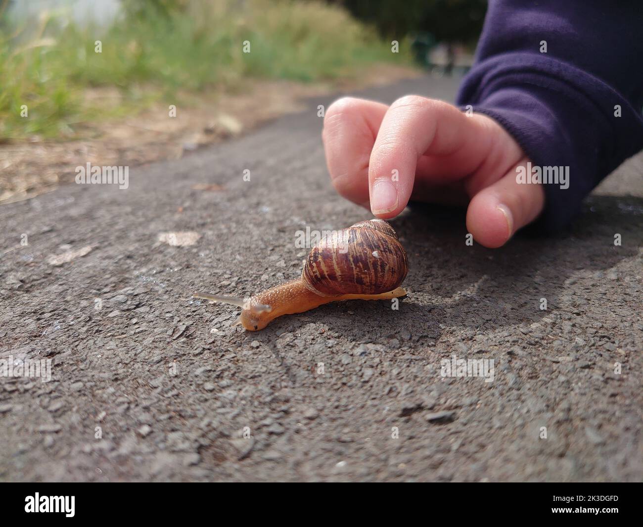 A child hand touching a snail Stock Photo Alamy