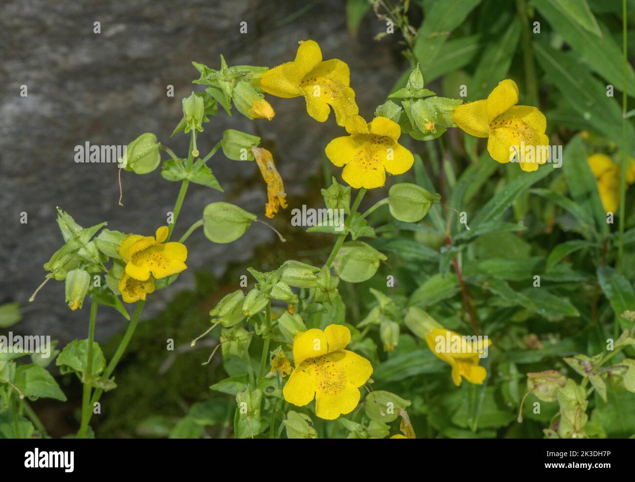 Blood-Drop-Emlets, Mimulus luteus, now Erythranthe lutea, at 2000m, Isola 2000, Maritime Alps. Stock Photo