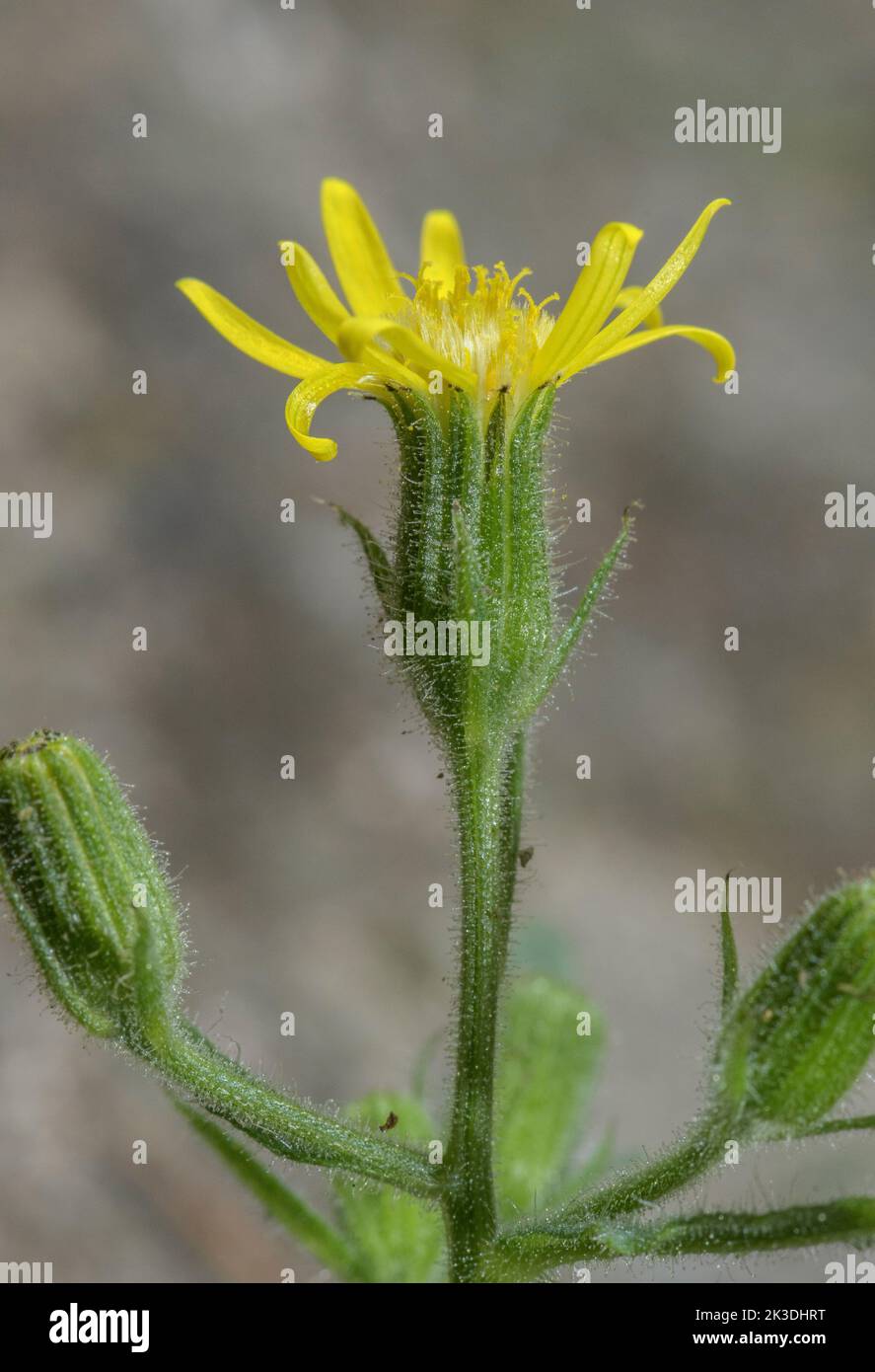 Sticky groundsel, Senecio viscosus in flower at 2000m in the Maritime Alps. Stock Photo