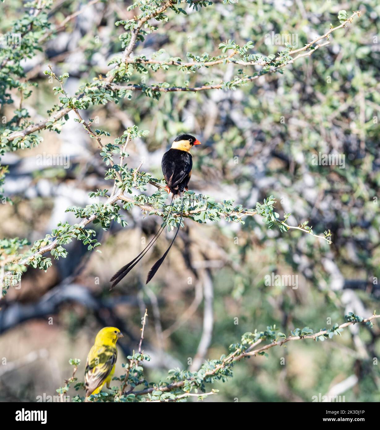 A Shaft-tailed Whydah in breeding plumage in Kalahari savannah Stock Photo