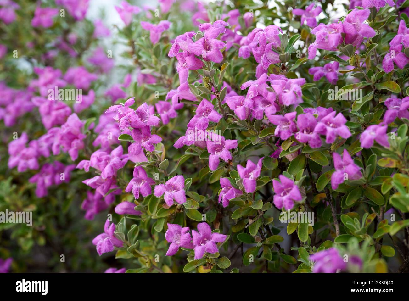 A closeup of Leucophyllum frutescens, Texas sage Stock Photo Alamy