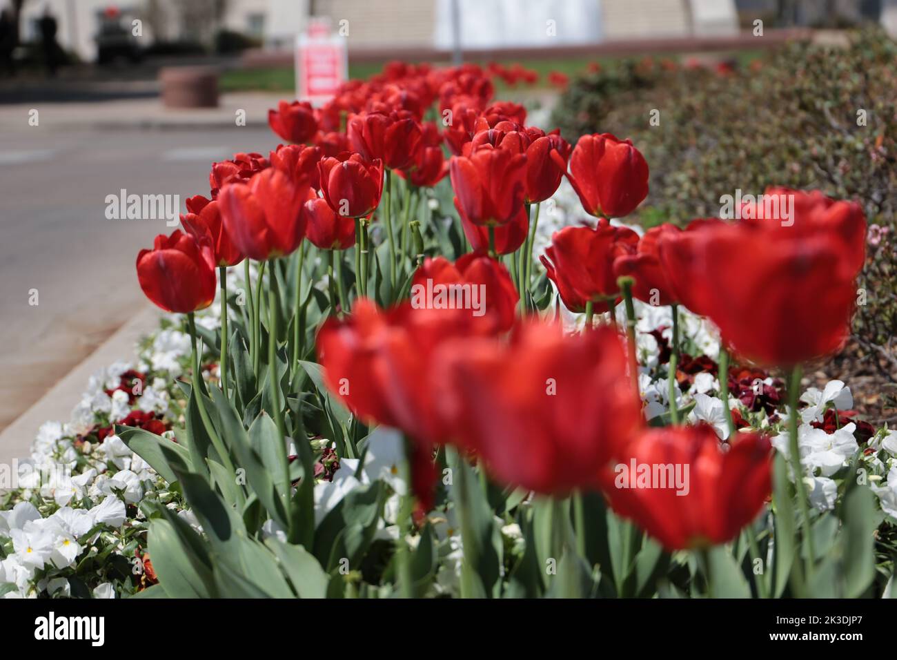 Bright red tulips growing in a large flower bed in the spring. Stock Photo