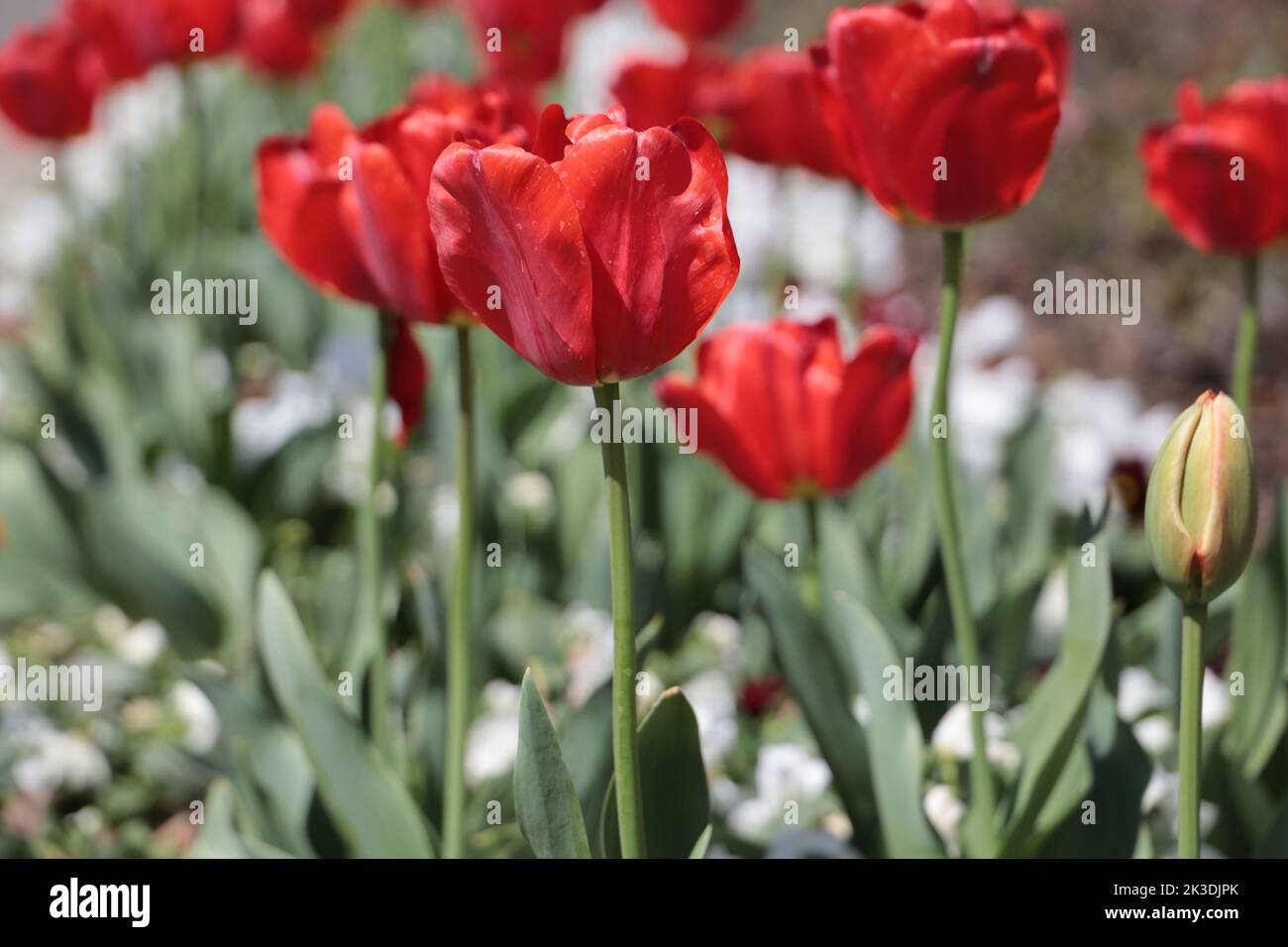 Bright red tulips growing in a large flower bed in the spring. Stock Photo