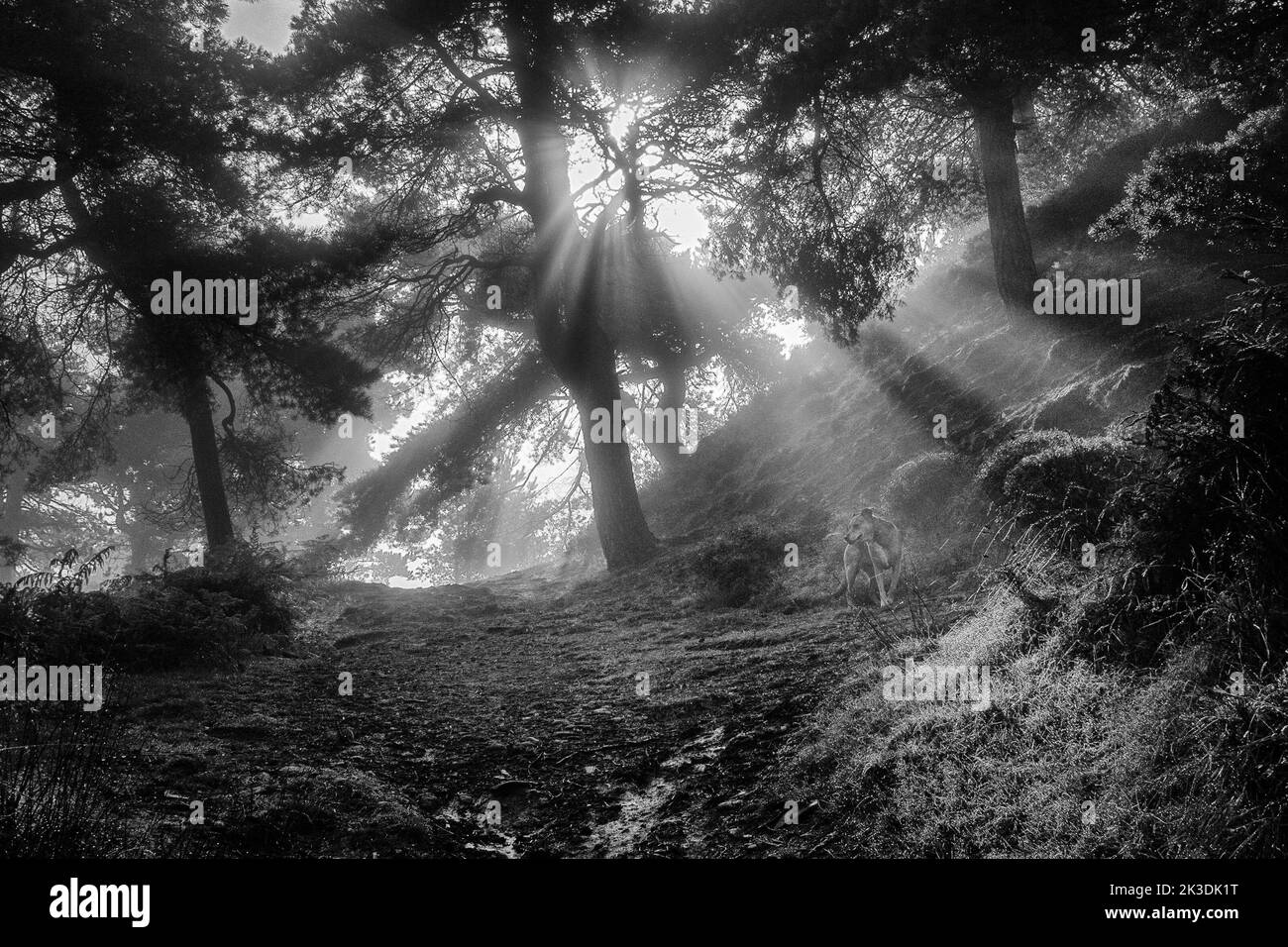 Dog in the woods in monochrome with sunbeams shining through mist highlighting the sun's rays, Ilkley Moor, UK Stock Photo
