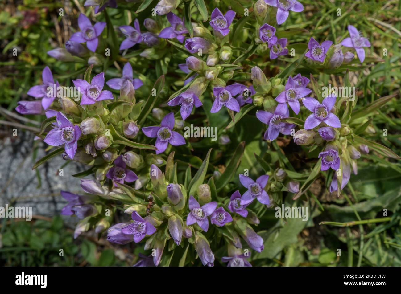 Field gentian, Gentiana campestris in flower. Stock Photo