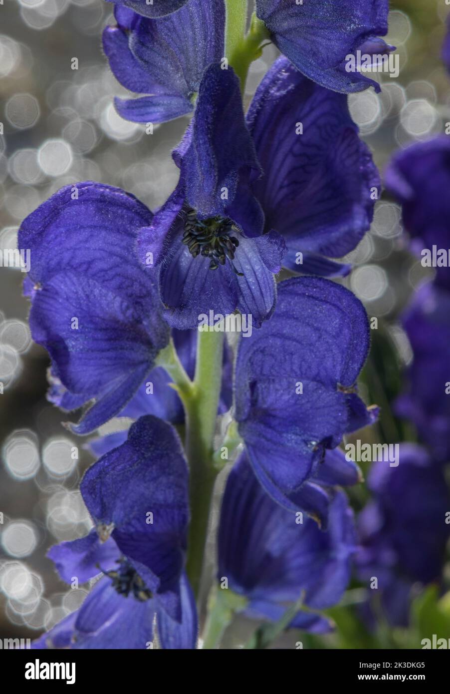 Common Monkshood, Aconitum napellus subsp vulgare, in flower in the Pyrenees. Stock Photo