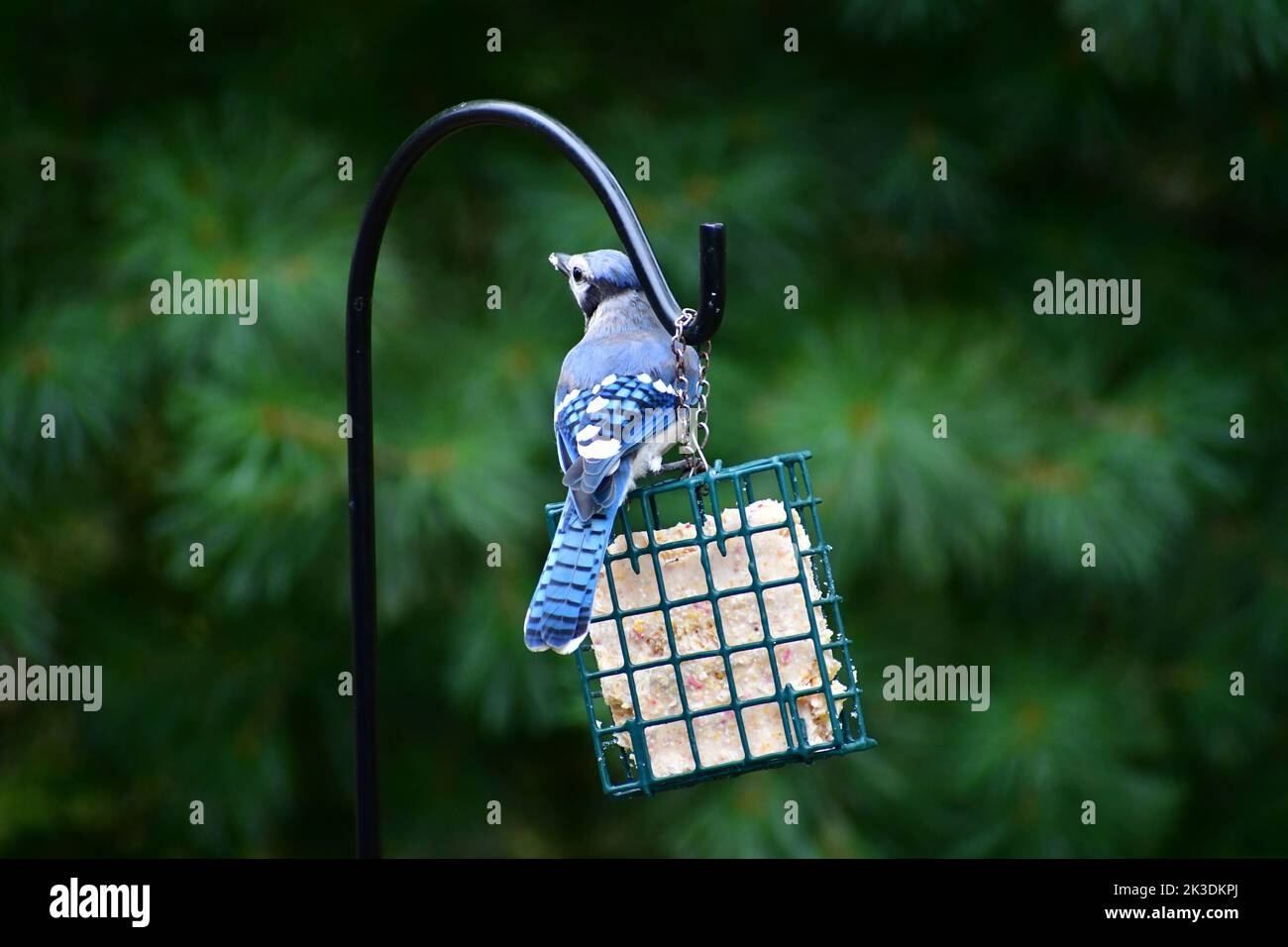 A wild Blue Jay eating from a feeder Stock Photo