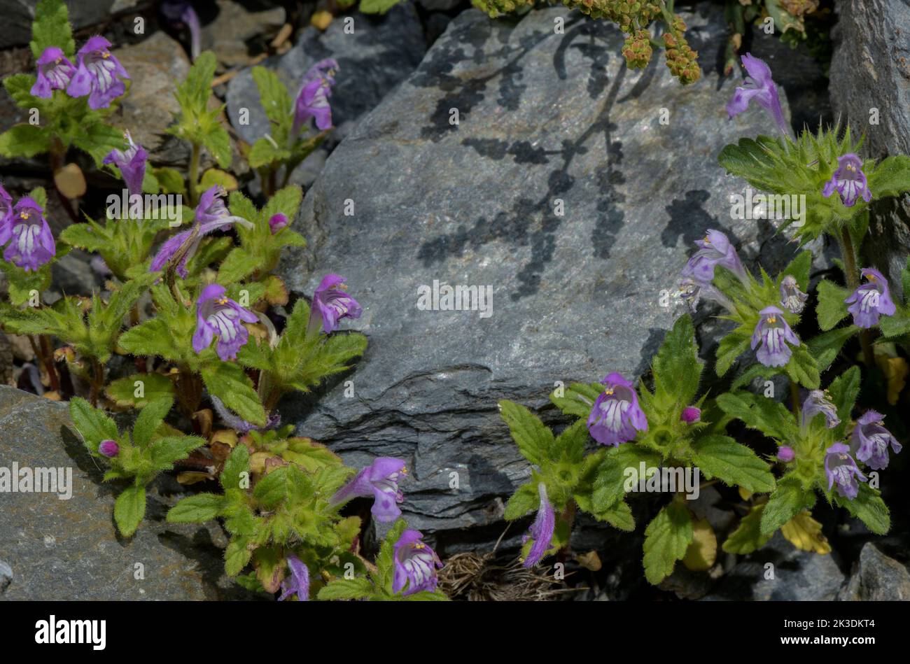 Broad-leaved Hemp-nettle, Galeopsis ladanum in flower in the Pyrenees at 1700m. Stock Photo
