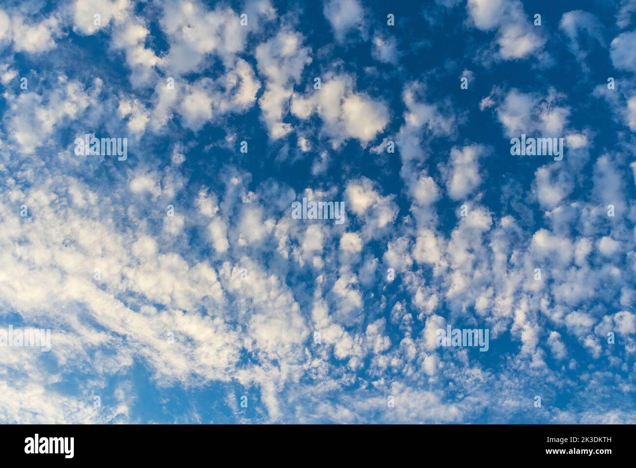 August Evening Sky Filled with Cirrocumulus Cloudlets and Blue Sky Stock Photo