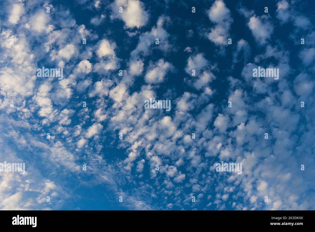August Evening Sky Filled with Cirrocumulus Cloudlets and Blue Sky Stock Photo