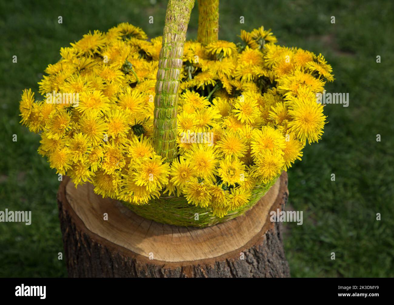 wicker basket full of spring flowers - yellow dandelions against of green grass. Mother's day, gift for mom. greeting card, thank you, romantic surpri Stock Photo