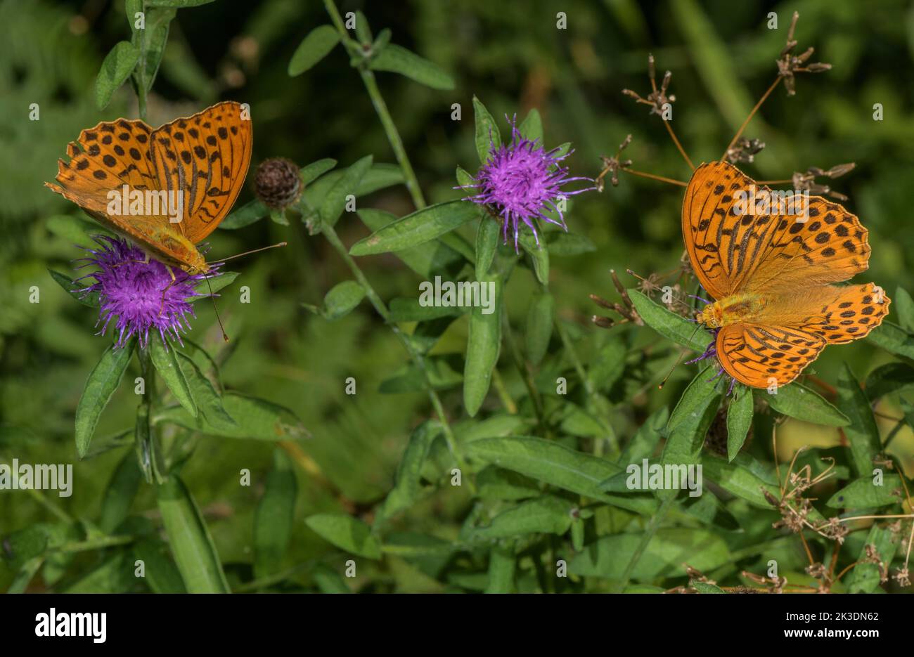 Silver-washed fritillaries, Argynnis paphia, nectaring in woodland clearing. Stock Photo