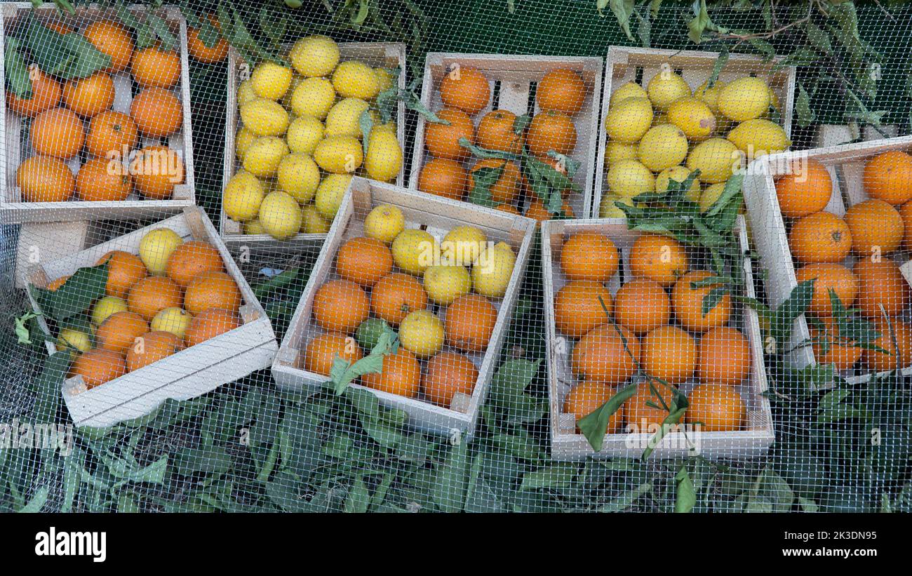 Oranges and lemons in wooden boxes under the net, citrus harvest Stock ...