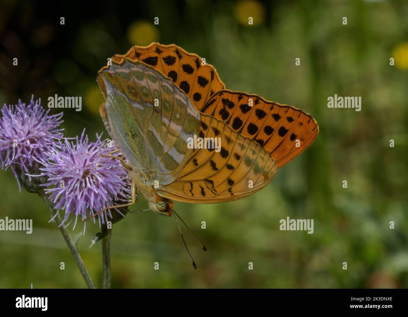 Silver-washed fritillary, Argynnis paphia, nectaring in woodland clearing. Stock Photo