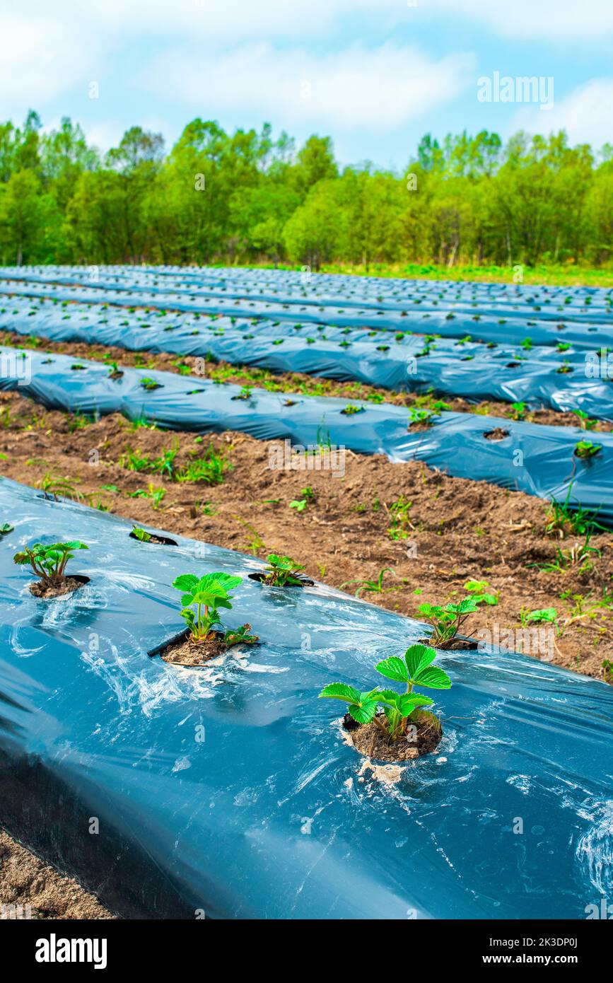 Rows of strawbery on ground covered by plastic mulch film in