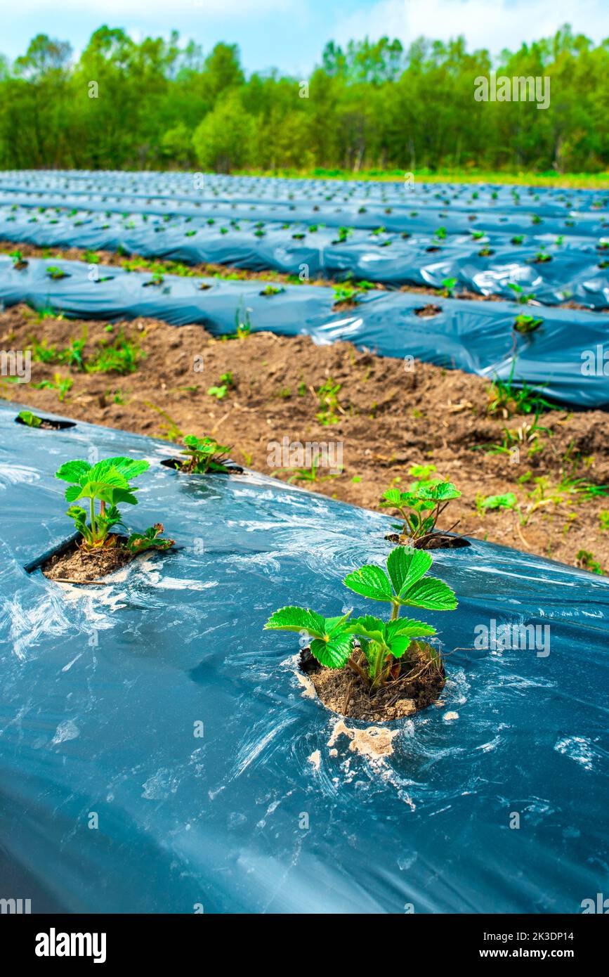 Rows of strawberry on ground covered by plastic mulch film in
