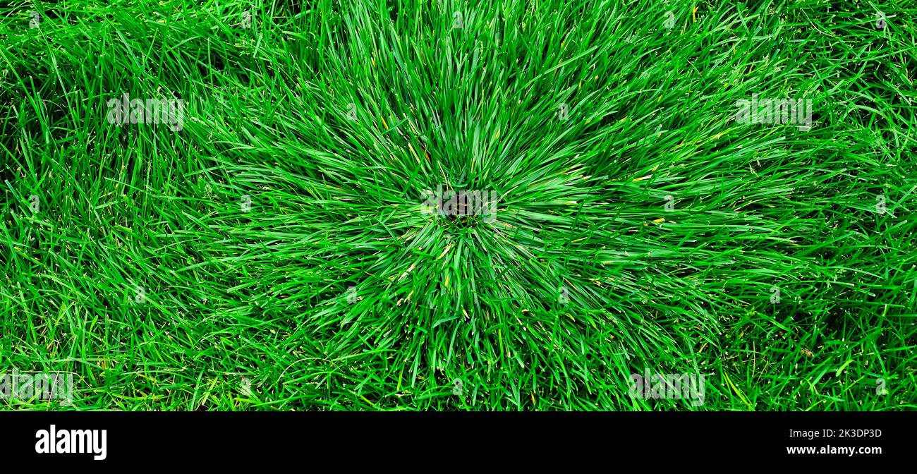 Lush green grass growing long on a lawn or yard growth health with sprinkler shape Stock Photo