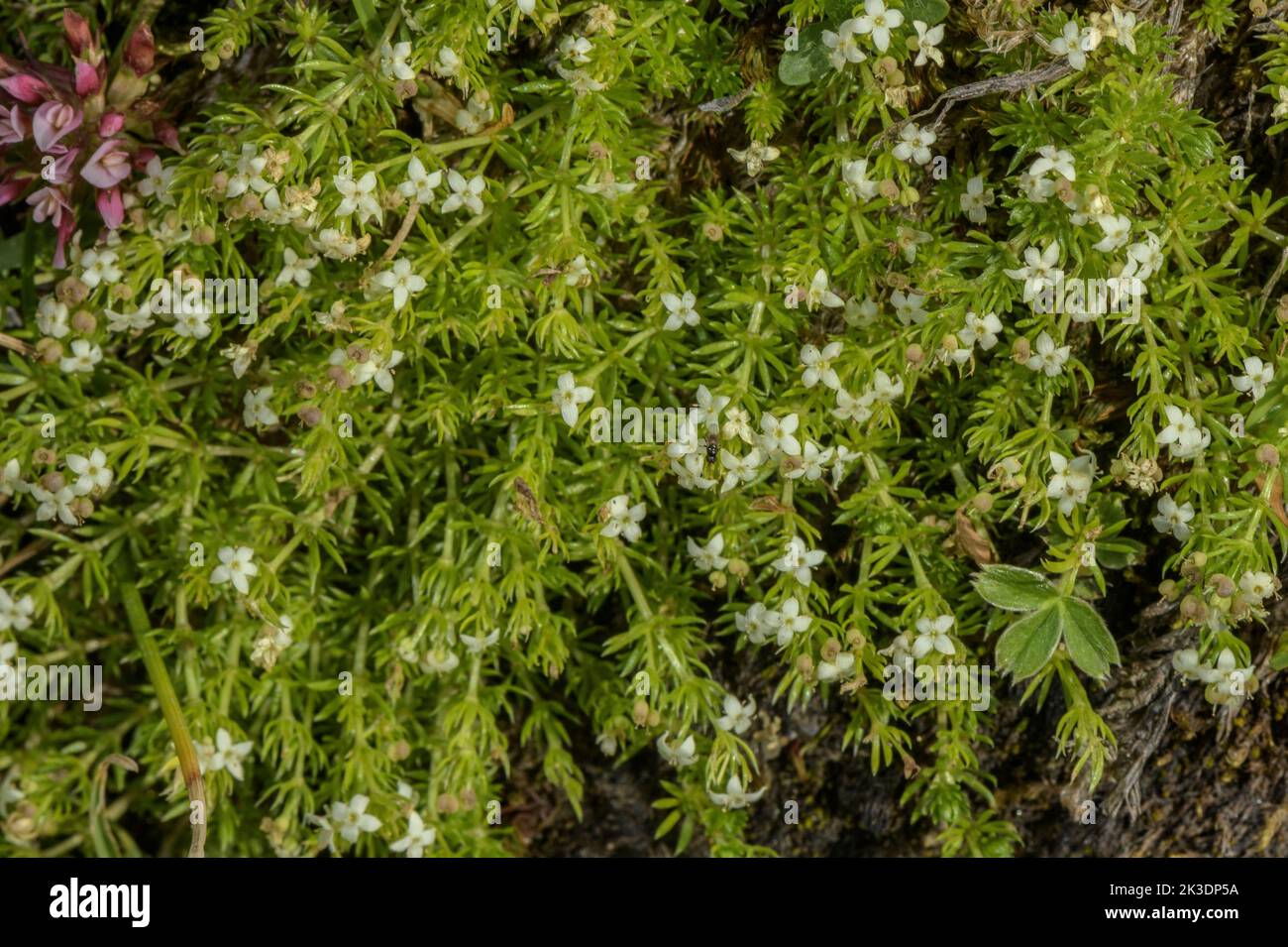 Pyrenean Bedstraw, Galium pyrenaicum, in flower on dry babk in the Pyrenees. Stock Photo