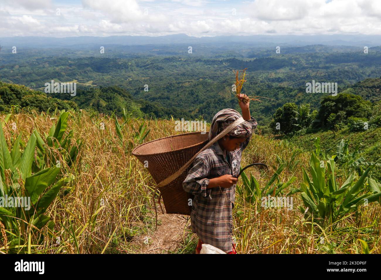Jhum Farming Rice Dhaka, Dhaka, Bangladesh. 26th Sep, 2022. Bangladeshi indigenous ...