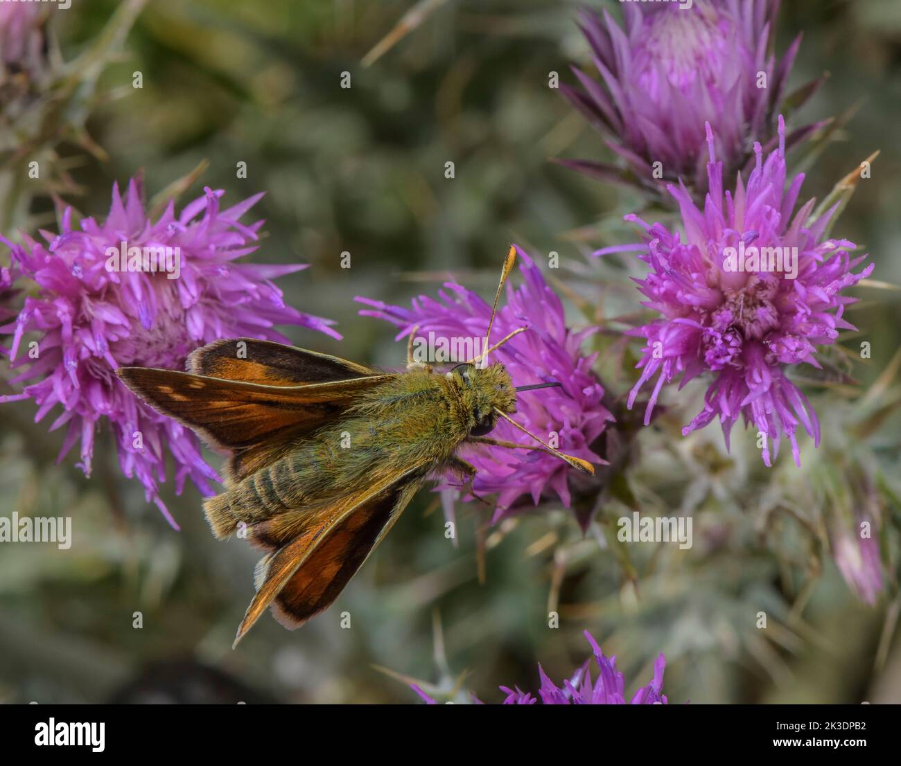 Male Silver-spotted skipper, Hesperia comma, feeding on thistle flowers. Stock Photo