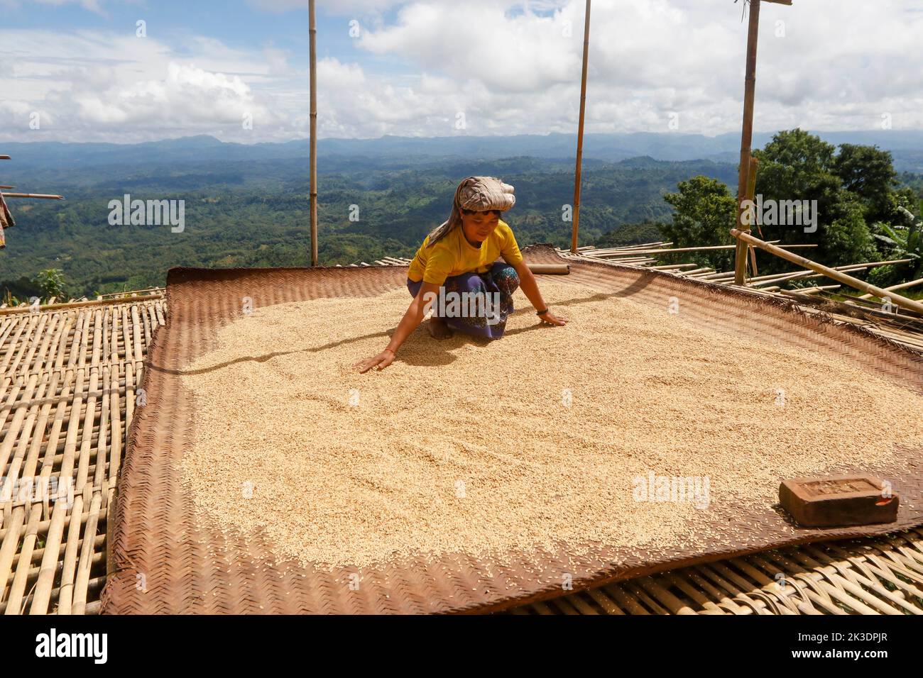 Jhum Farming Rice Dhaka, Dhaka, Bangladesh. 26th Sep, 2022. Bangladeshi indigenous ...