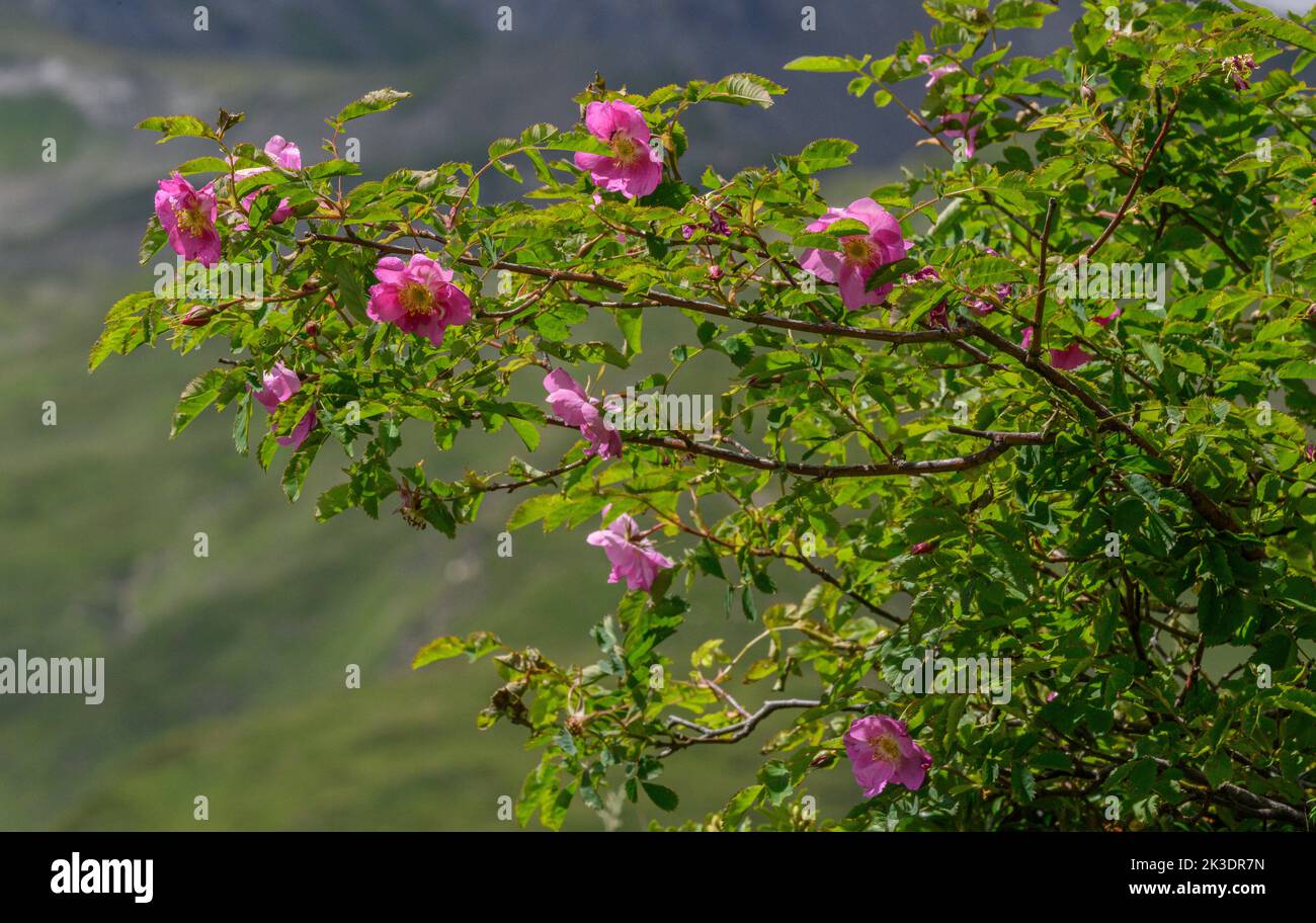 Alpine Rose, Rosa pendulina, in flower in the Italian Alps. Stock Photo