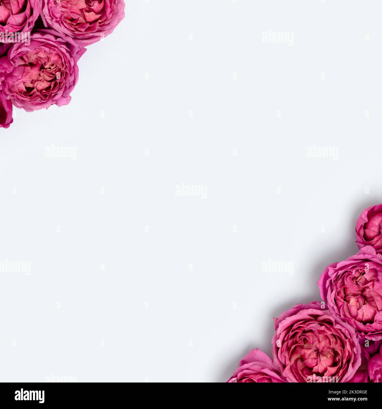 Frame made of rose flower texture on a blue pastel background with ...