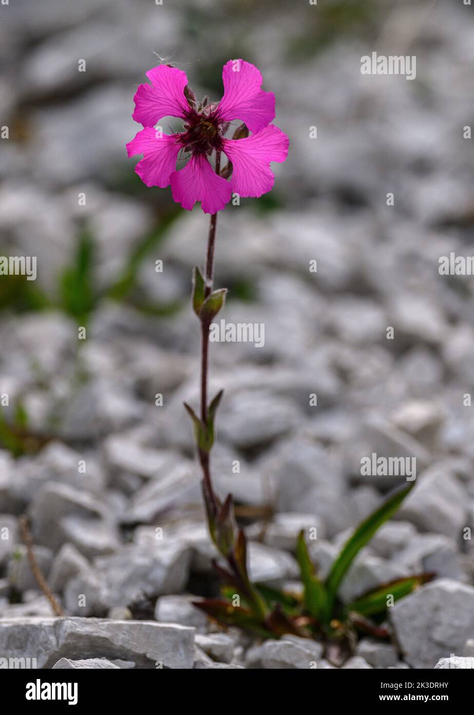 Large-flowered Catchfly, Silene elisabethae, in flower on the limestone slopes of Monte Tremalzo,  in the Italian Alps, Stock Photo